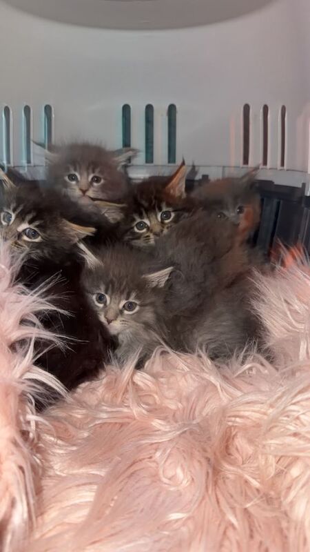 Maine Coon kittens for sale in Randalstown, County Antrim – 8 weeks old
