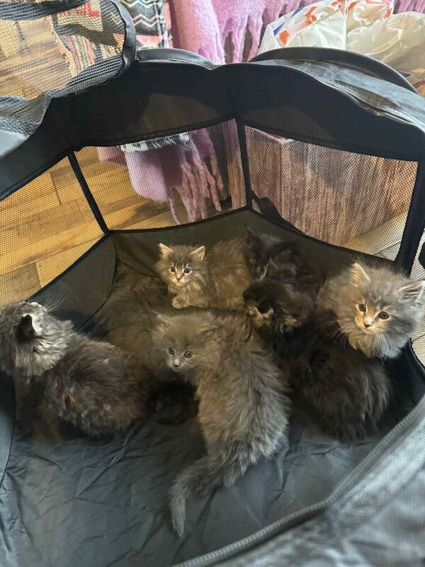 Maine Coon kittens for sale in Randalstown, County Antrim – 9 weeks old - Image 2 of 4