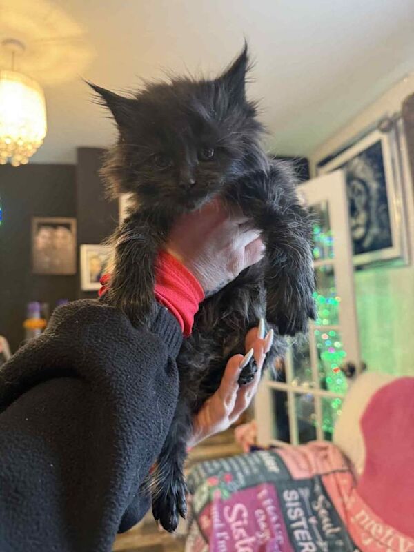 Maine Coon kittens for sale in Randalstown, County Antrim – 9 weeks old - Image 3 of 4