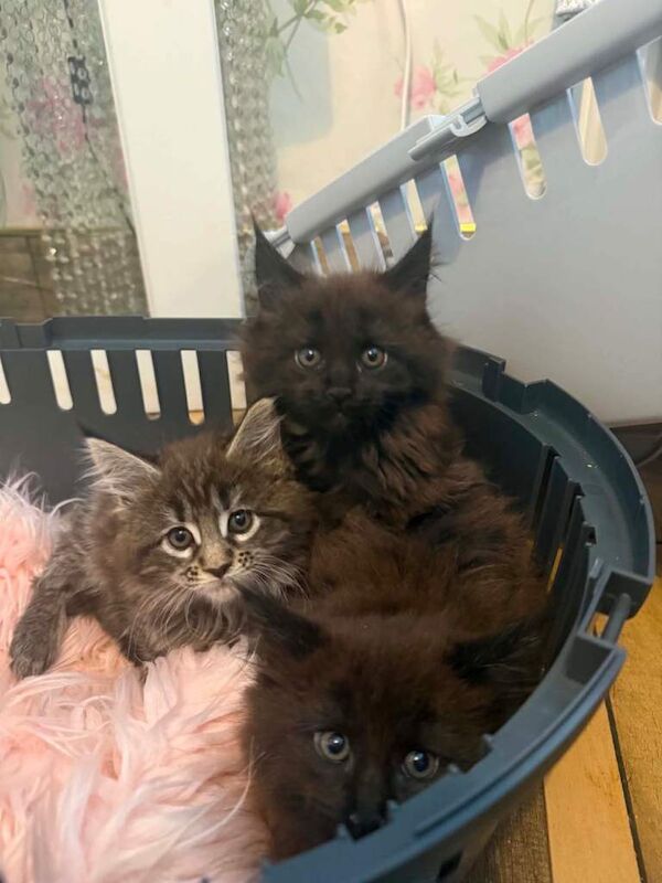 Maine coone kittens