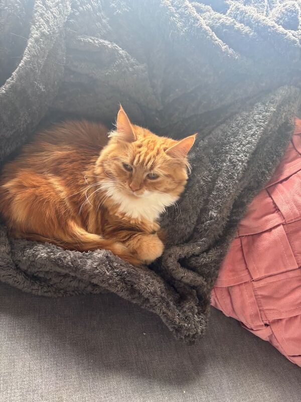 Maine Coon kittens for sale in Sunderland, Tyne and Wear – 2 years old