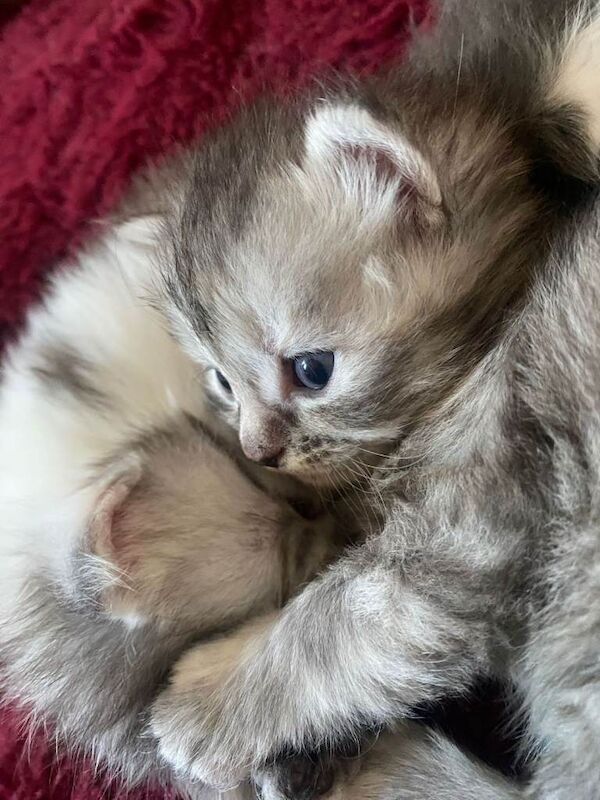 Maine Coone x Ragdoll kittens for sale