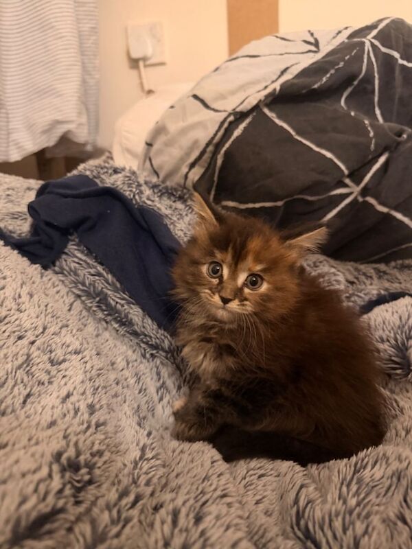 Maine coons for sale