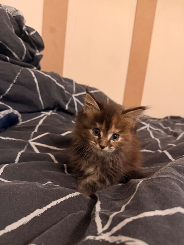 Maine coons for sale - Image 2 of 3