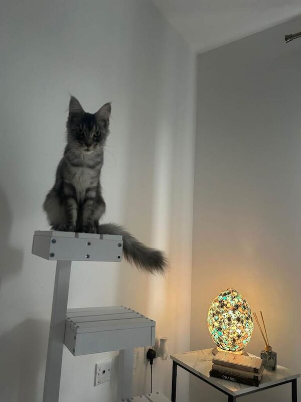 Maine Coon kittens for sale in Runcorn, Cheshire – 2 years old