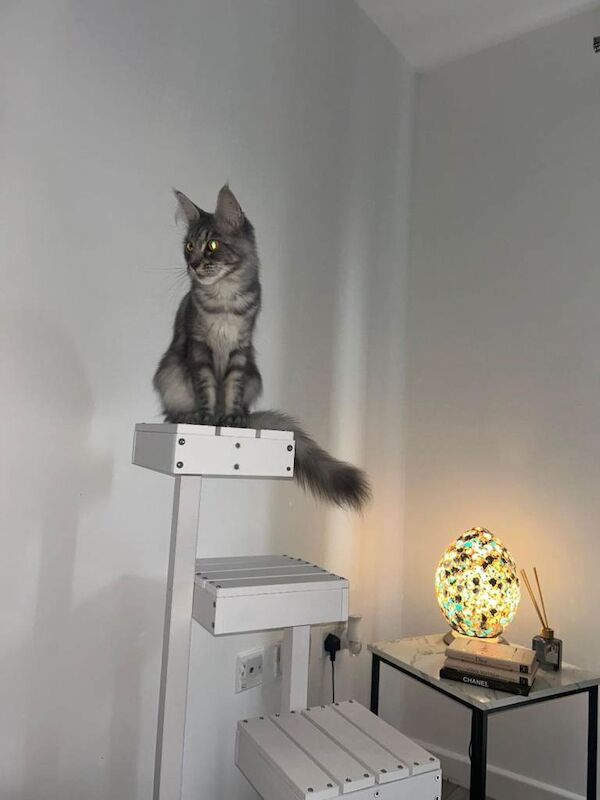 Mainecoon - Image 2 of 2