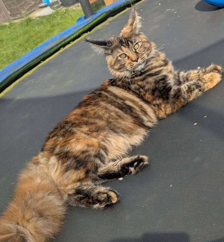 MAINECOON 8 months