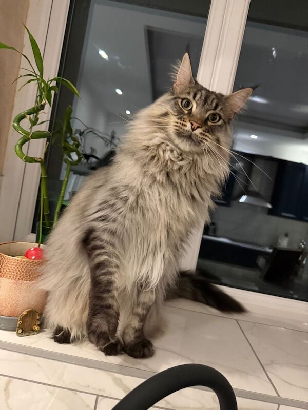 Mainecoon cat