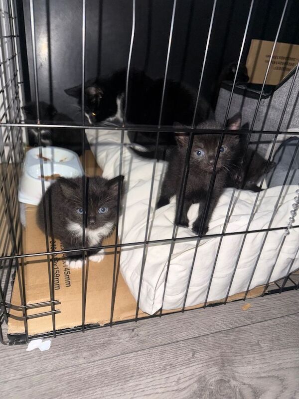 Mainecoon cross British shorthair kittens - Image 2 of 3