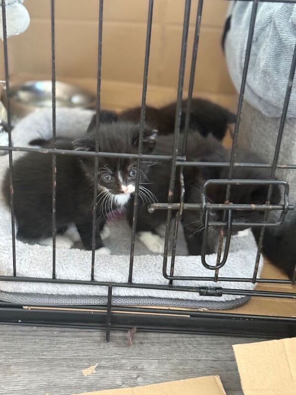 Mainecoon cross British shorthair kittens - Image 3 of 3