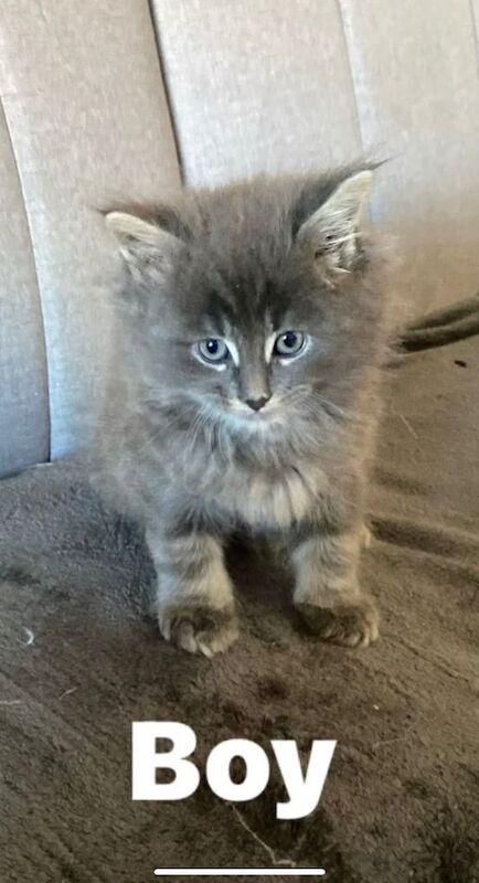 Maine Coon Kittens For Sale Under £300