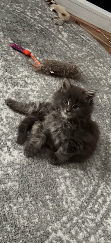 Mainecoon cross kitten - Image 2 of 6
