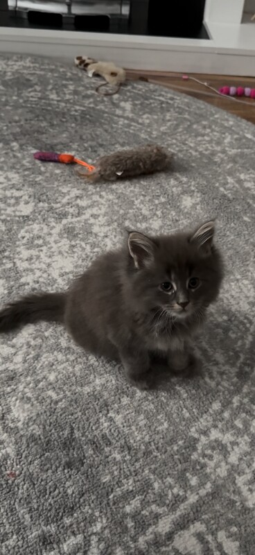 Mainecoon cross kitten - Image 3 of 6