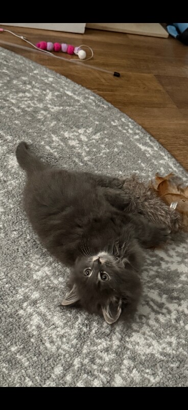 Mainecoon cross kitten - Image 4 of 6