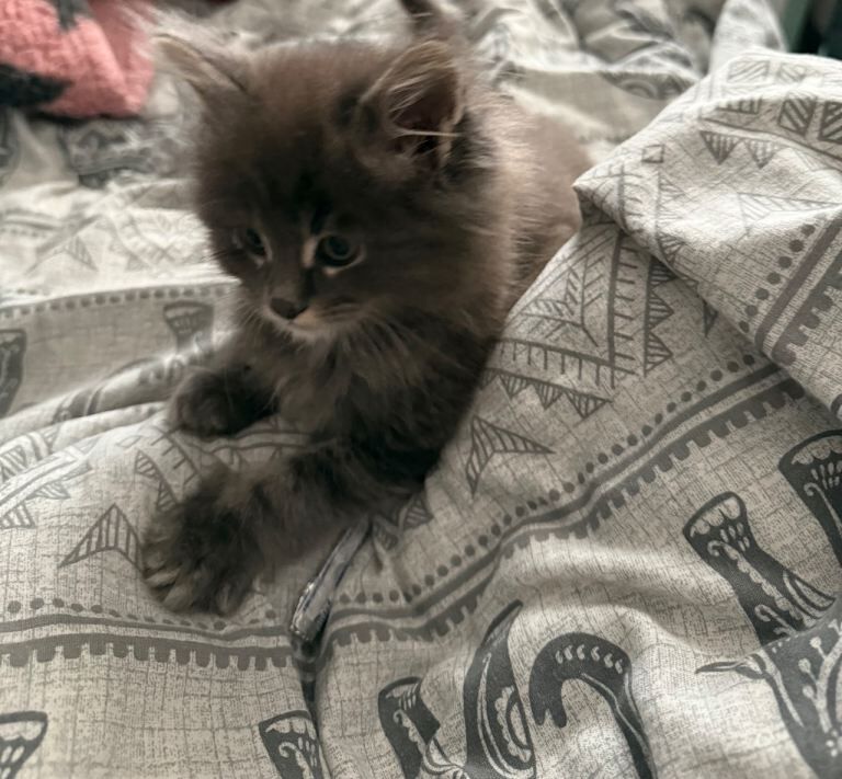 Mainecoon cross kitten - Image 6 of 6