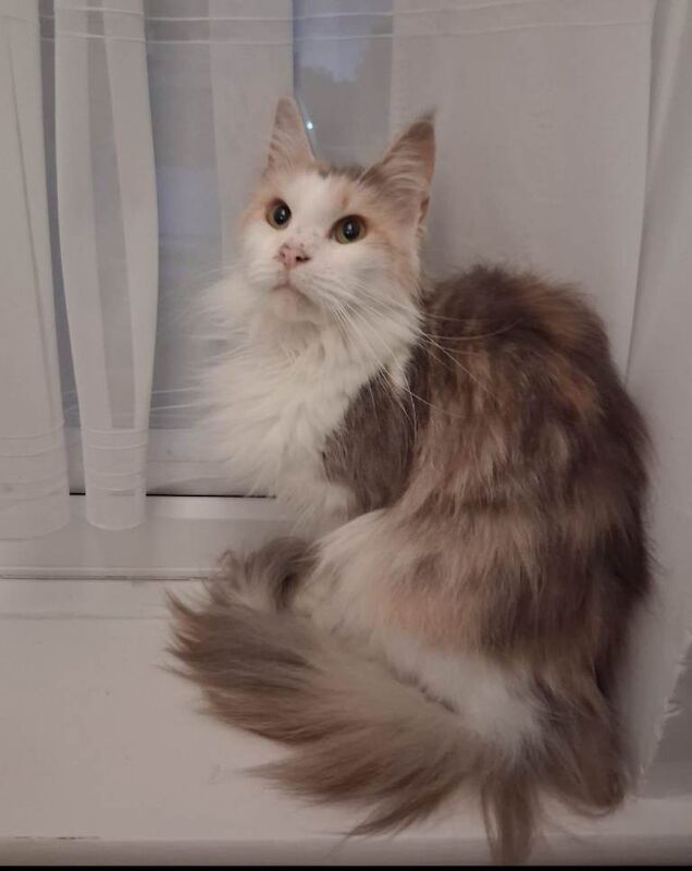 Mainecoon female == 3 years old - Image 2 of 4