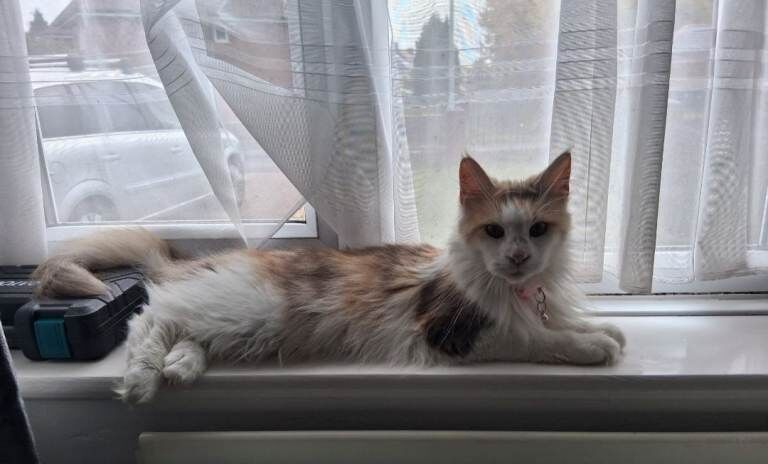 Mainecoon female == 3 years old - Image 3 of 4