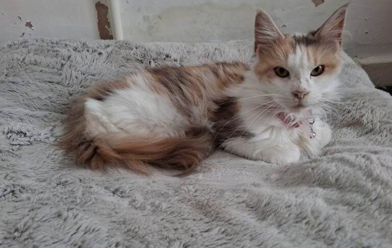 Mainecoon female == 3 years old - Image 4 of 4