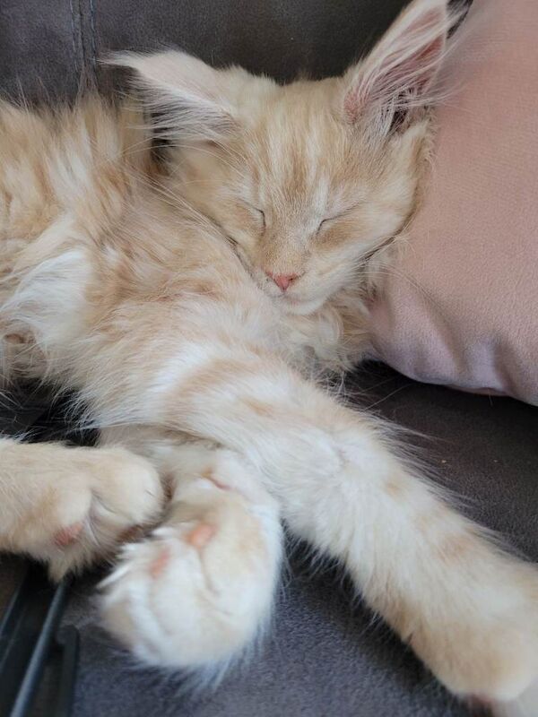 Mainecoon female kitten