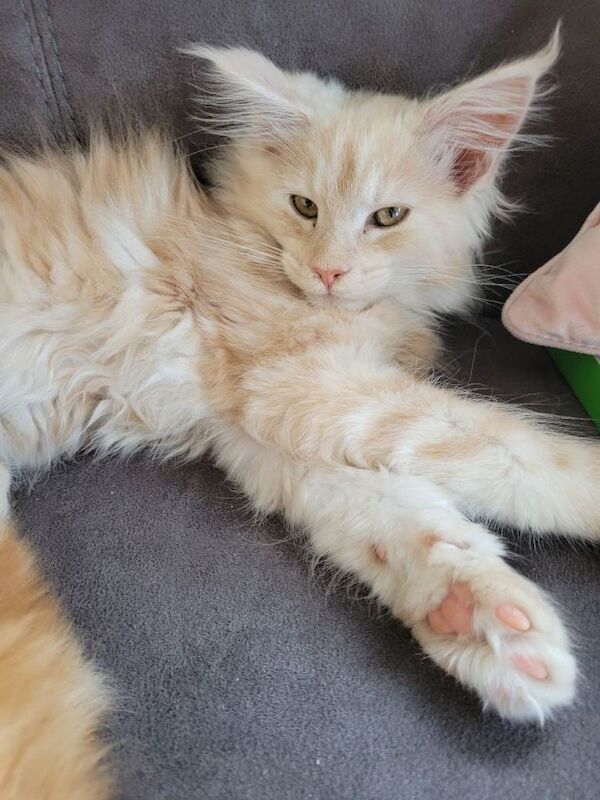 Mainecoon female kitten - Image 2 of 3