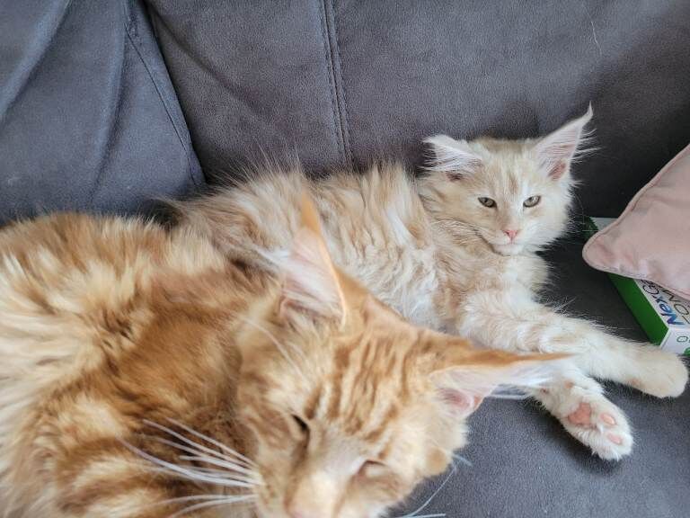 Mainecoon female kitten - Image 3 of 3