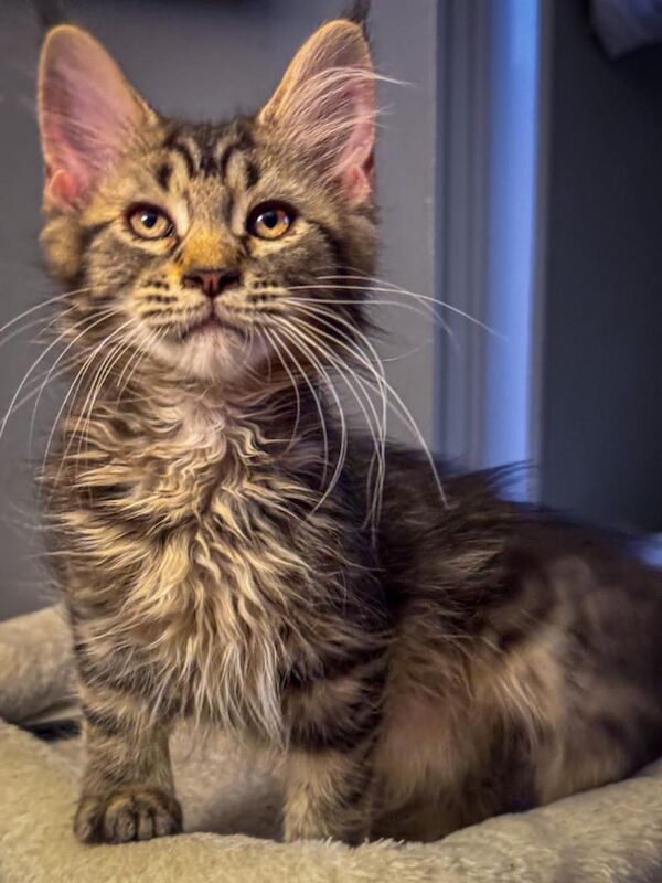 Mainecoon girl 12 weeks old ready now £650