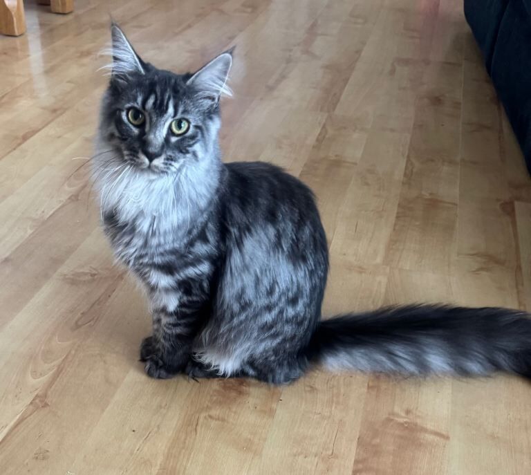 Maine Coon Kittens For Sale