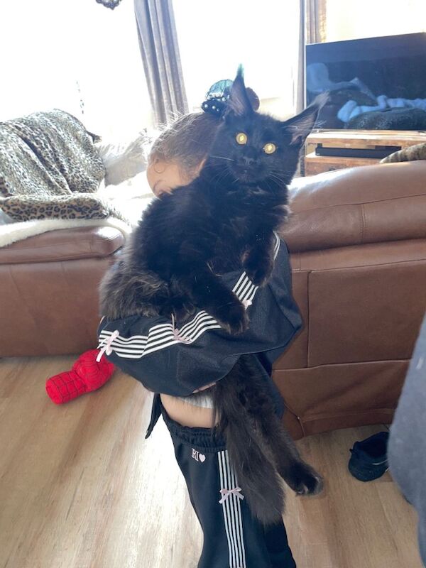 Maine Coon kittens for sale in Bradford, West Yorkshire – 7 months old