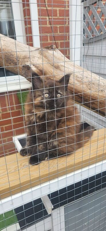 Maine Coon kittens for sale in Southampton, Hampshire – 3 months old