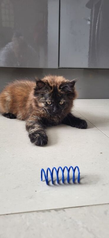 Maine Coon kittens for sale in Southampton, Hampshire – 3 months old - Image 2 of 3