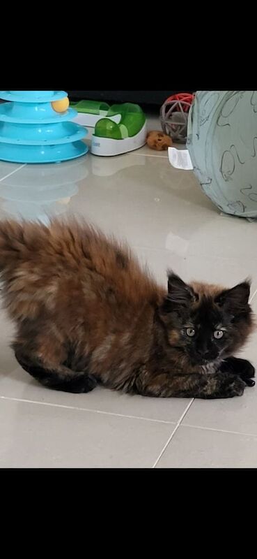 Maine Coon kittens for sale in Southampton, Hampshire – 3 months old - Image 3 of 3