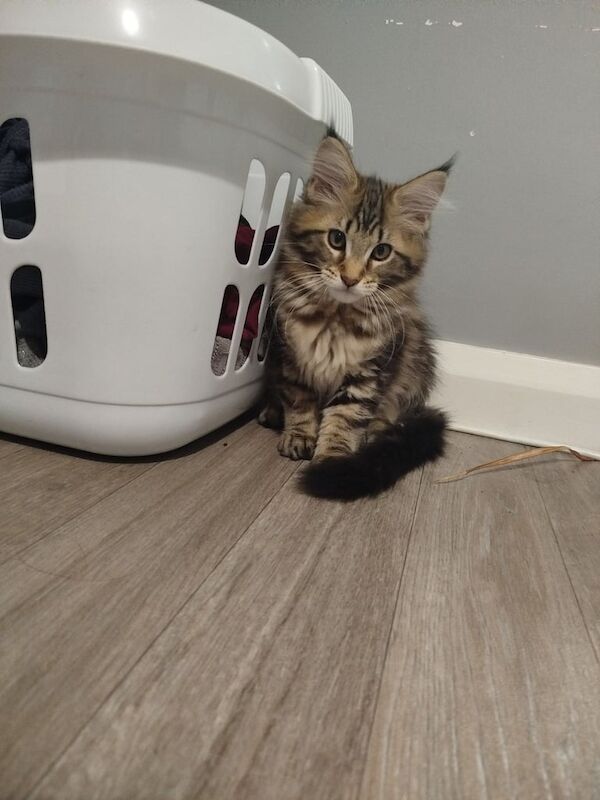 Mainecoon kitten maine coon girl - Image 2 of 3