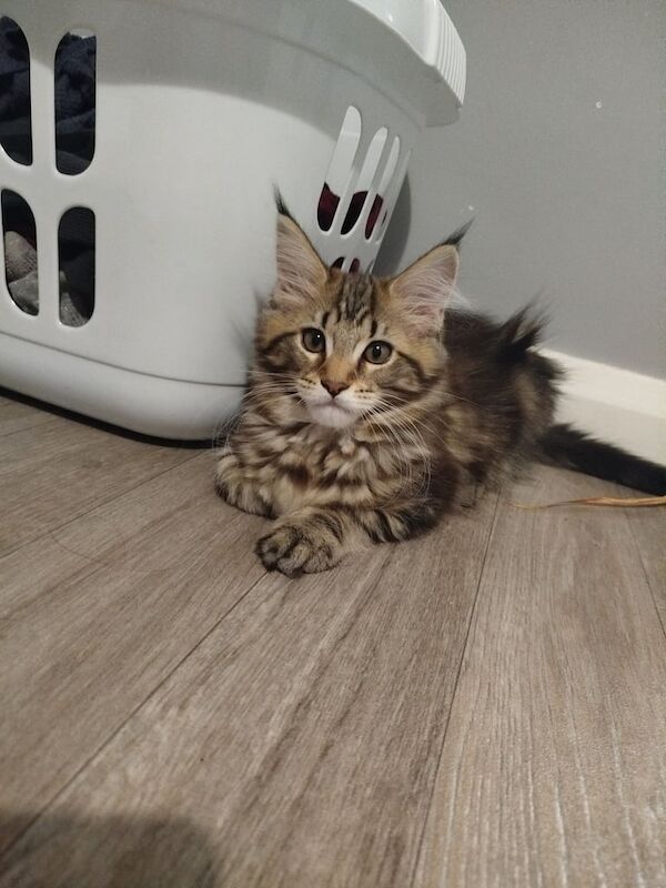 Mainecoon kitten maine coon girl - Image 3 of 3