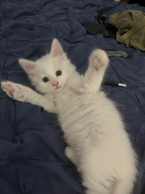 Maine Coon kittens for sale in Yate, Gloucestershire – 6 weeks old