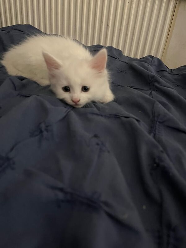Maine Coon kittens for sale in Yate, Gloucestershire – 6 weeks old - Image 2 of 3
