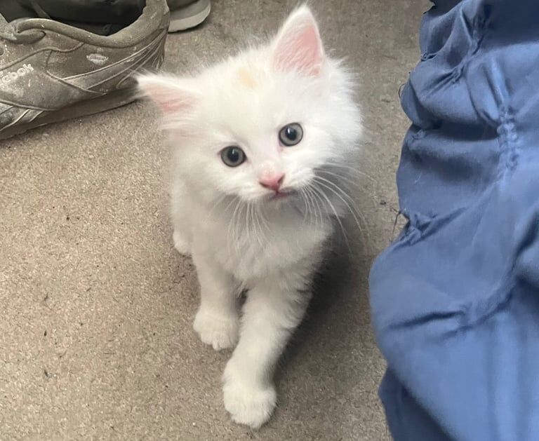Maine Coon kittens for sale in Yate, Gloucestershire – 6 weeks old - Image 3 of 3