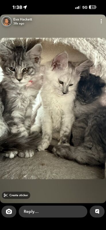Maine Coon kittens for sale in Lisburn, County Down – 3 months old