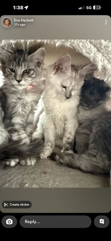 Maine Coon kittens for sale in Lisburn, County Down – 3 months old - Image 2 of 3