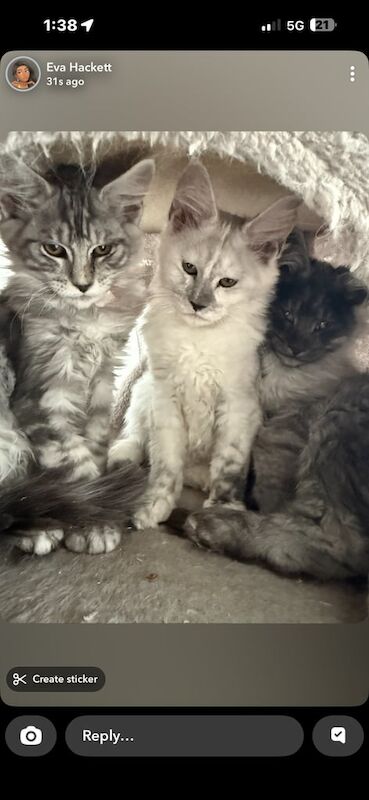Maine Coon kittens for sale in Lisburn, County Down – 3 months old - Image 3 of 3
