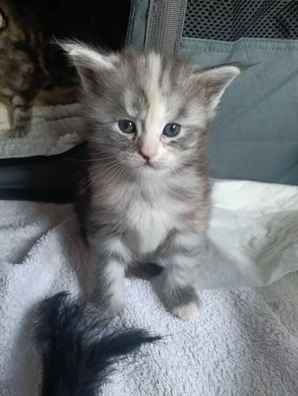 Maine Coon kittens for sale in Airdrie, North Lanarkshire – 4 weeks old
