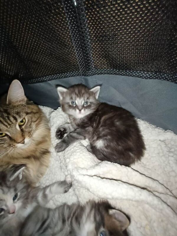 Mainecoon kittens - Image 2 of 5