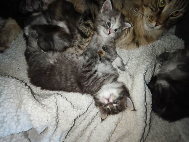 Mainecoon kittens - Image 3 of 5