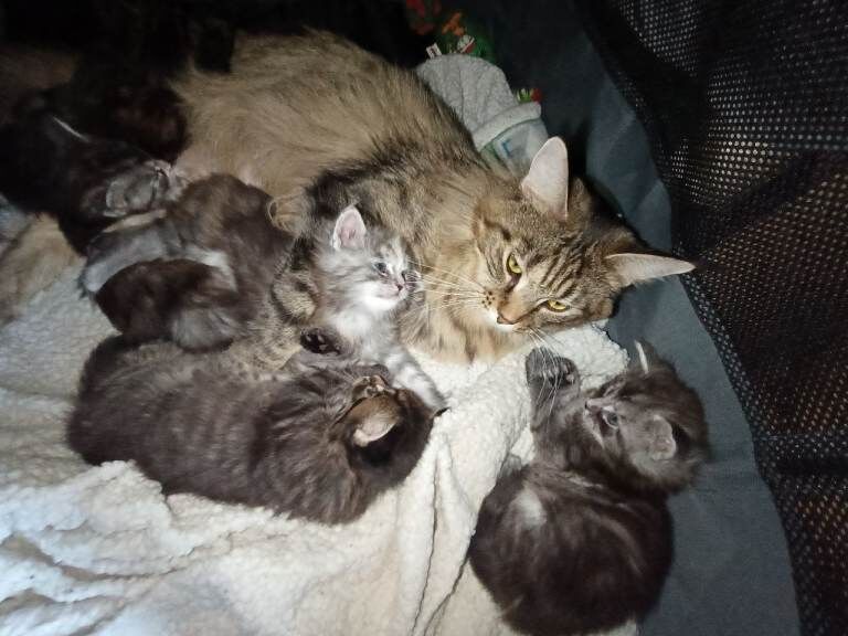 Mainecoon kittens - Image 4 of 5