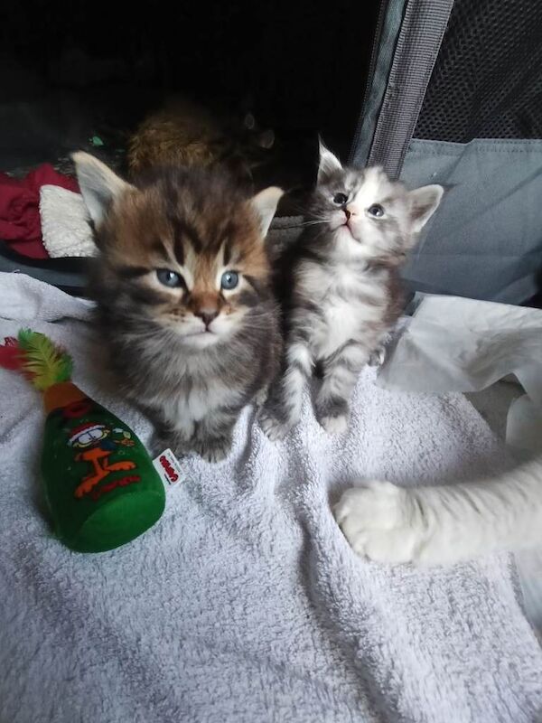 Mainecoon kittens - Image 5 of 5