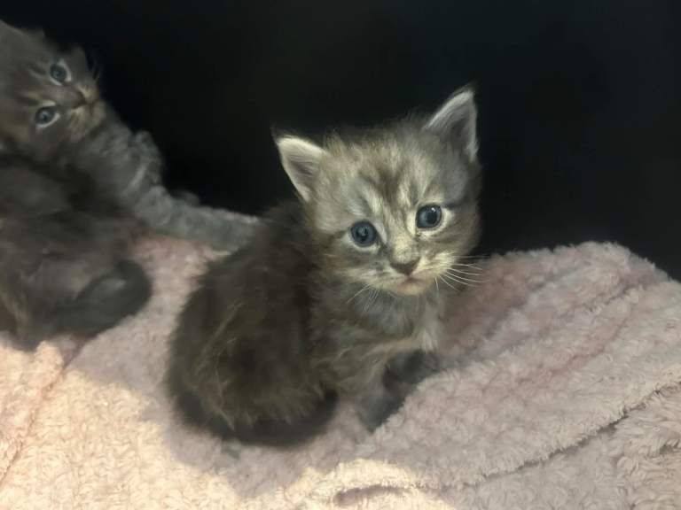 Mainecoon kittens.