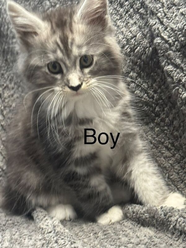 Mainecoon kittens