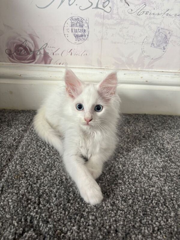 Mainecoon Kittens