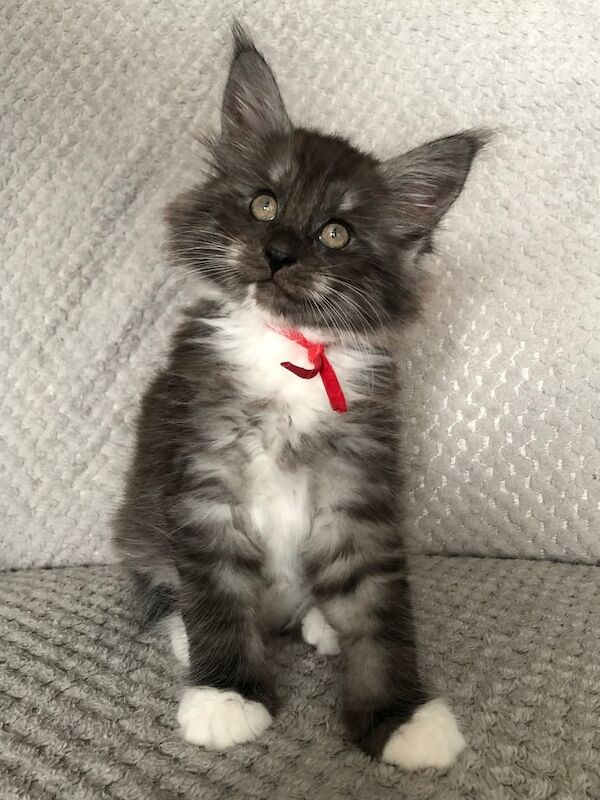 Maine Coon kittens for sale in Spalding, Lincolnshire – 12 weeks old