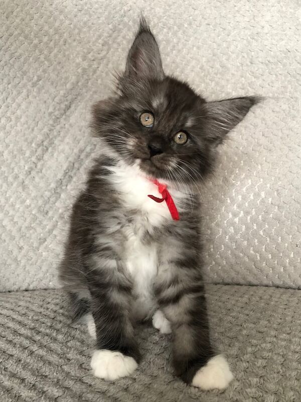 Maine Coon kittens for sale in Spalding, Lincolnshire – 12 weeks old - Image 2 of 3