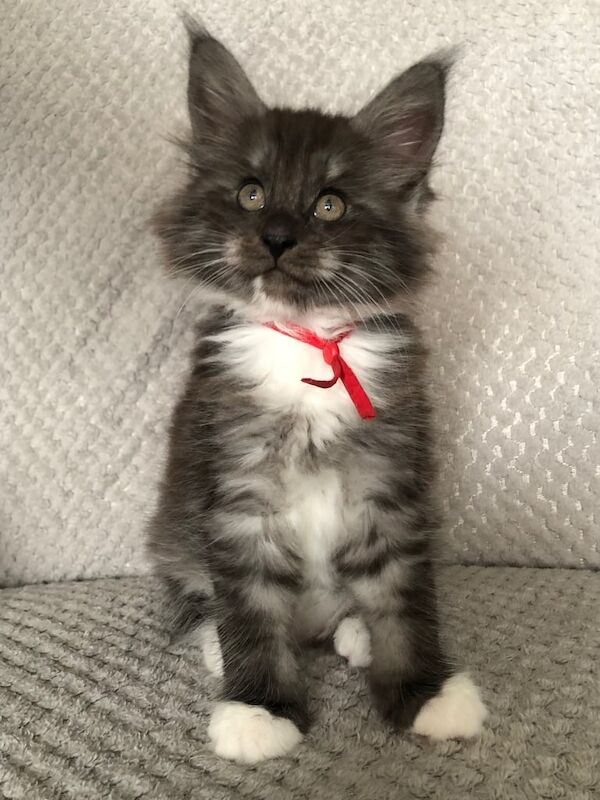 Maine Coon kittens for sale in Spalding, Lincolnshire – 12 weeks old - Image 3 of 3